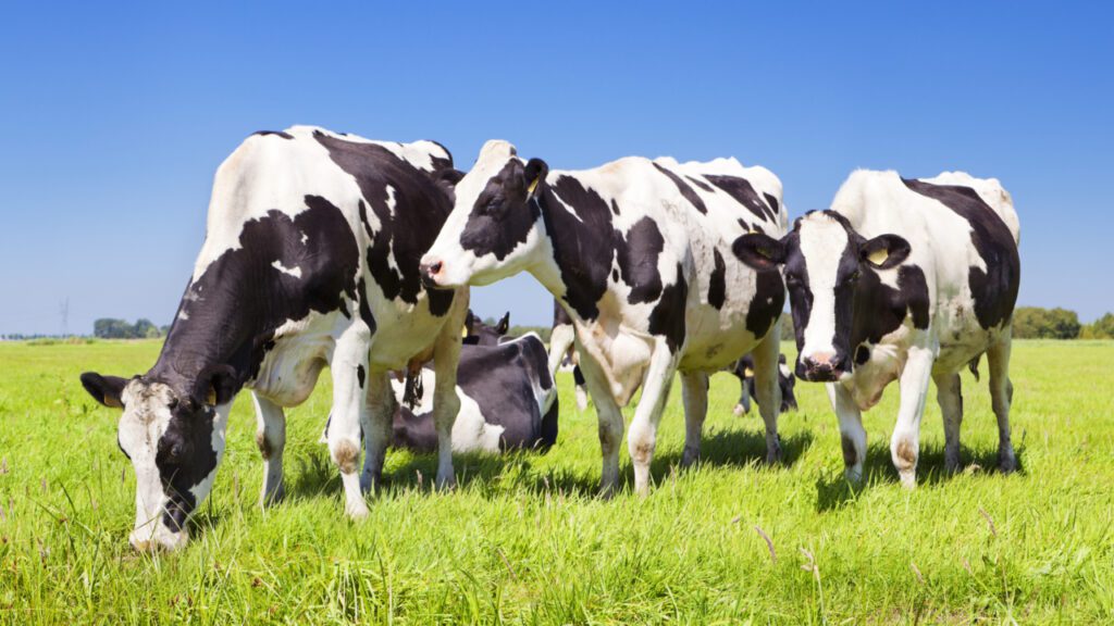 picture of cows in a field